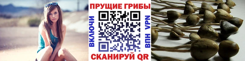 Галлюциногенные грибы Psilocybine cubensis  Купить где  Железногорск-Илимский 